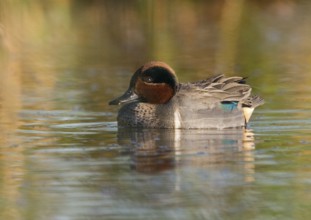 Green-winged Teal (Anas carolinensis) male, Florida, USA