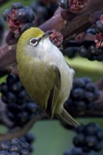 Christmas White-eye (Zosterops natalis), Christmas Island, Australia