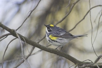 Myrtle Warbler (Setophaga coronata coronata), Ontario, Canada