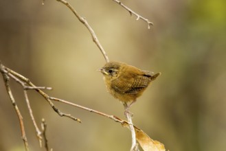 House Wren Troglodytes aedon cahooni Huachuca Mountains, Cochise County, Arizona, United States 2