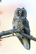 Long-eared owl, (Asio otus), animals, birds, owls, perch, biotope, habitat, Hockenheim,