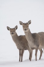 Red deer (Cervus elaphus) adult female hind with a juvenile fawn on a snow covered hillside,