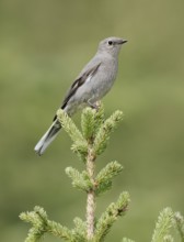 Townsend's Solitaire (Myadestes townsendi) perched on a branch, British Columbia, Canada