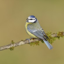 Blue tit (Parus caeruleus), sitting on a branch covered with moss, Wilnsdorf, North