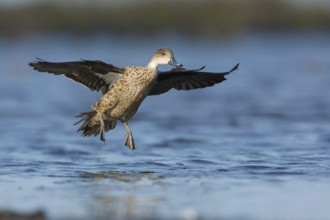 Grey Teal (Anas gracilis) flying, Victoria, Australia