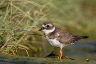 Ringed Plover, (Charadrius hiaticula), wading bird, plover family, Raysut, Salalah, Sohar, Oman