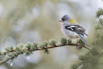 Atlas Chaffinch - Afrikanischer Buchfink - Fringilla coelebs ssp. africana, Morocco, adult male