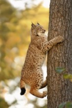 Eurasian Lynx (Lynx lynx) adult climbing a tree, North Rhine-Westphalia, Germany
