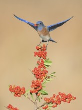 Western Bluebird (Sialia mexicana) eating red berries, California, USA