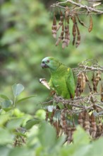 Blue-fronted Amazon (Amazona aestiva) perched on a branch in Bolivia, South America