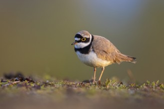 Little Ringed Plover (Charadrius dubius), North Rhine-Westphalia, Germany
