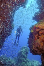 Shoal of spikefish (Atherinomorus stipes) in front of column canyon of stony corals (Acropora) in