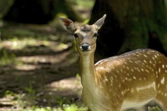 Fallow deer (Dama dama), female fallow deer standing in the sunny forest, looking into the camera,