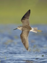 Lesser Yellowlegs (Tringa flavipes) flying, Texas, USA