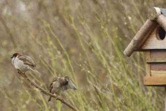 House Sparrow (Passer domesticus), Lower Saxony, Germany