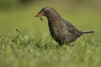 Eurasian blackbird (Turdus merula) adult female garden bird collecting worms in its beak for food