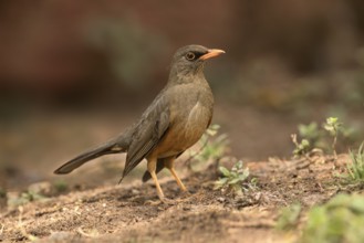Abyssinian Thrush (Turdus abyssinicus) perched on the ground, Oromia, Ethiopia