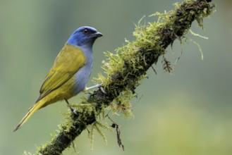 Blue-capped Tanager (Thraupis cyanocephala) perched on a branch in Colombia, South America