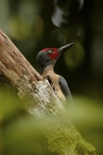 Ashy Woodpecker (Mulleripicus fulvus) male climbing up tree trunk, North Sulawesi, Indonesia