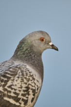 Feral pigeon (Columba livia domestica), portrait, Venice, Italy