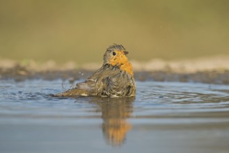 European Robin (Erithacus rubecula) bathing at a waterhole, Aosta Valley, Italy