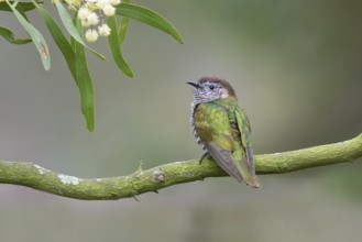Shining Bronze Cuckoo (Chrysococcyx lucidus), Victoria, Australia