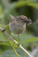 Common Chiffchaff (Phylloscopus collybita), Lower Saxony, Germany