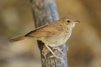 Common Nightingale (Luscinia megarhynchos) juvenile perched on a branch, Andalusia, Spain