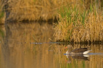 Grey goose, (Anser anser), animals, birds, goose, geese, field geese, duck family, biotope,