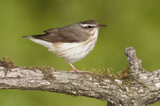 Louisiana Waterthrush (Parkesia motacilla), Texas, USA
