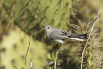 Blue-grey Gnatcatcher (Polioptila caerulea), California, USA