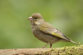 European Greenfinch (Chloris chloris) female singing, Lower Saxony, Germany