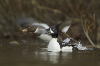 Barrow's Goldeneye (Bucephala islandica), British Columbia, Canada