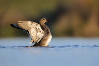 A frieze duck gracefully spreads its wings on the serene waters of Puebla de BeleÃ±a, Spain. The