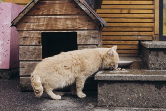 A stray cat enjoys a meal next to a rustic wooden cat house. The setting features textured wood and