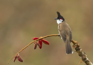 Red-whiskered Bulbul (Pycnonotus jocosus) perched on a twig, West Bengal, India