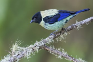Black-headed Tanager (Tangara cyanoptera) perched on a branch in Colombia, South America