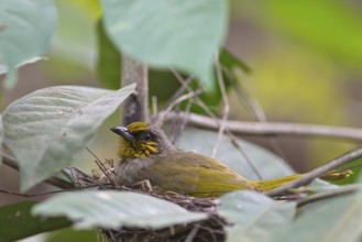 Stripe-throated Bulbul (Pycnonotus finlaysoni) in nest, Kaeng Krachan, Thailand