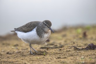 Common Sandpiper (Actitis hypoleucos), North Rhine-Westphalia, Germany