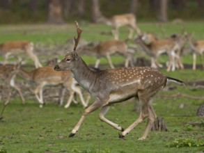Young fallow deer running, North Rhine-Westphalia, Germany