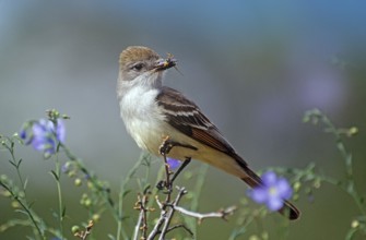 Ash-throated Flycatcher, USA