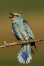 European Roller (Coracias garrulus) male singing, Hajdu-Bihar, Hungary