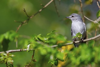 Hard-backed flycatcher, (Fraseria caerulescens), animals, birds, biotope, perch, iSimangaliso