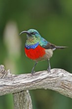 Greater Double-collared Sunbird (Cinnyris afer) male, Western Cape, South Africa