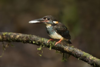 Blue-banded Kingfisher (Alcedo euryzona) male perched on a branch with fish prey in beak, Selangor,