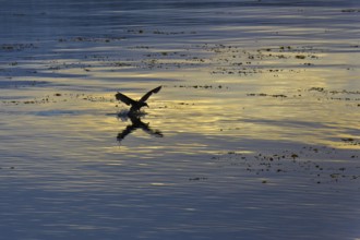 Southern Giant Petrel (Macronectes giganteus), Antarctica