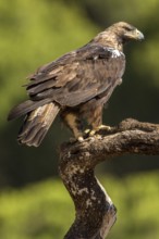 Spanish Imperial Eagle (Aquila adalberti) male perched on a branch, Andalusia, Spain
