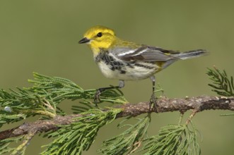 Black-throated Green Warbler (Setophaga virens), Texas, USA