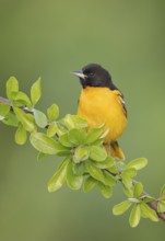 Baltimore Oriole (Icterus galbula) male, Texas, USA