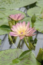 Water lily (Nymphaea 'Albert Greenberg'), Botanic Garden, Federal Republic of Germany